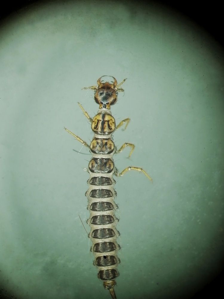 Ветеран-ксеноморф