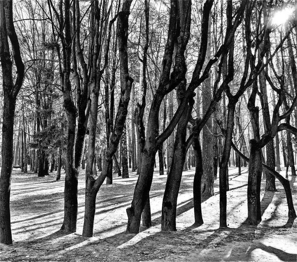 Photograph by Владимир Шнип