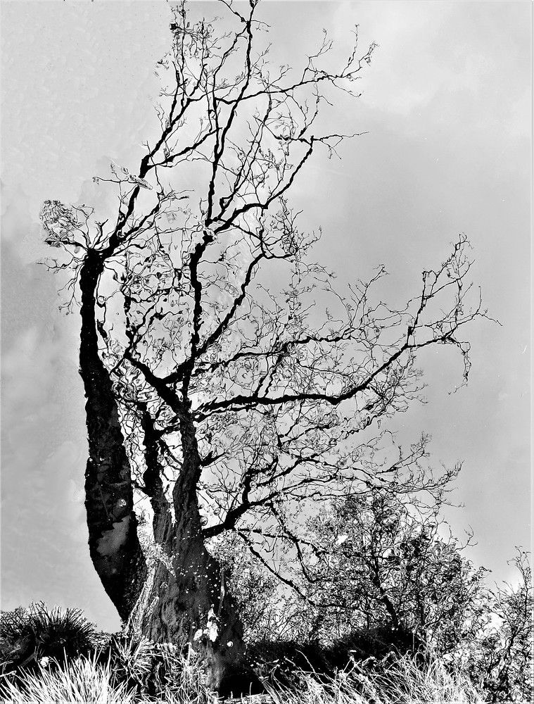 Photograph by Владимир Шнип