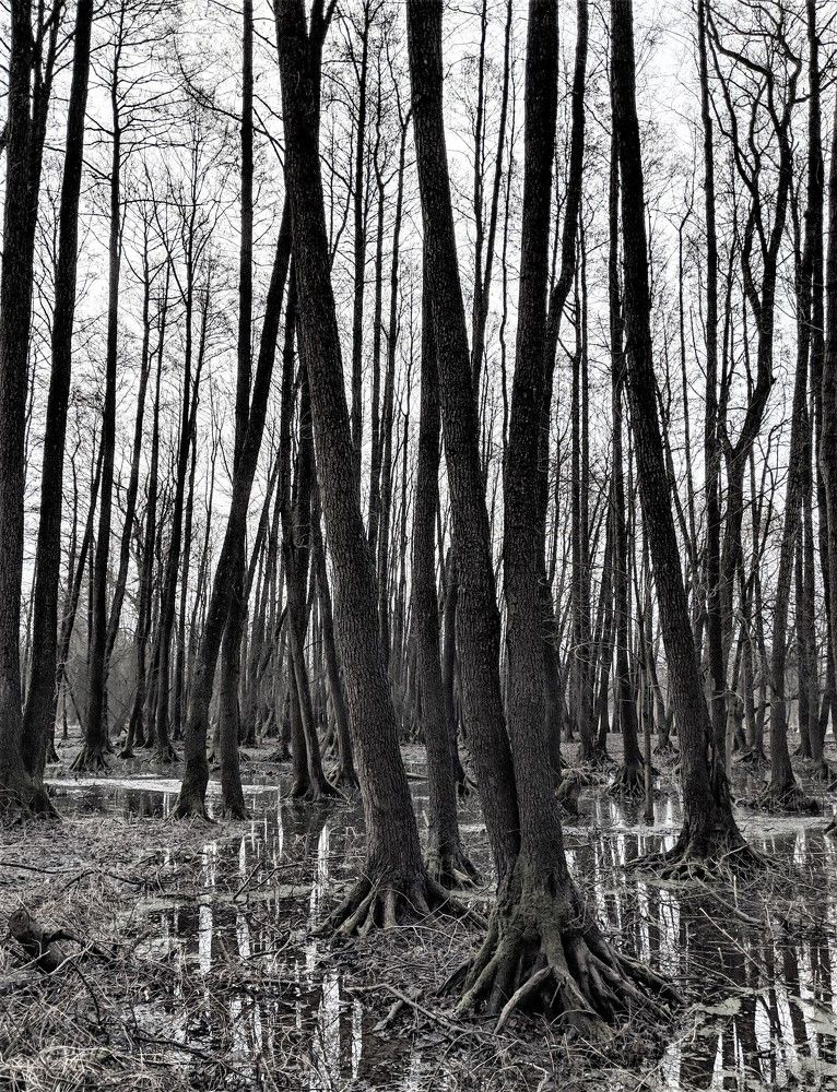 Photograph by Владимир Шнип