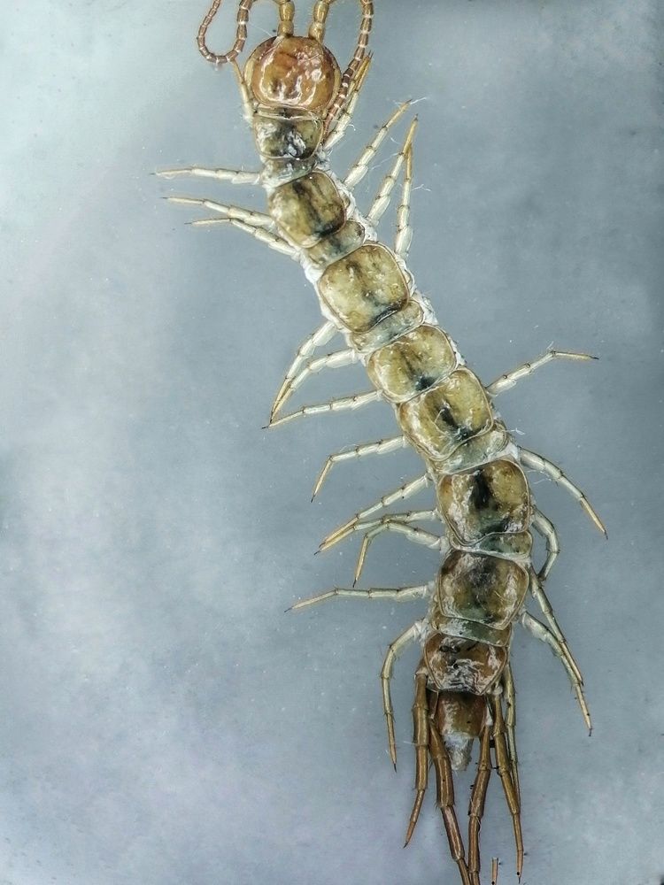 Островной многоног