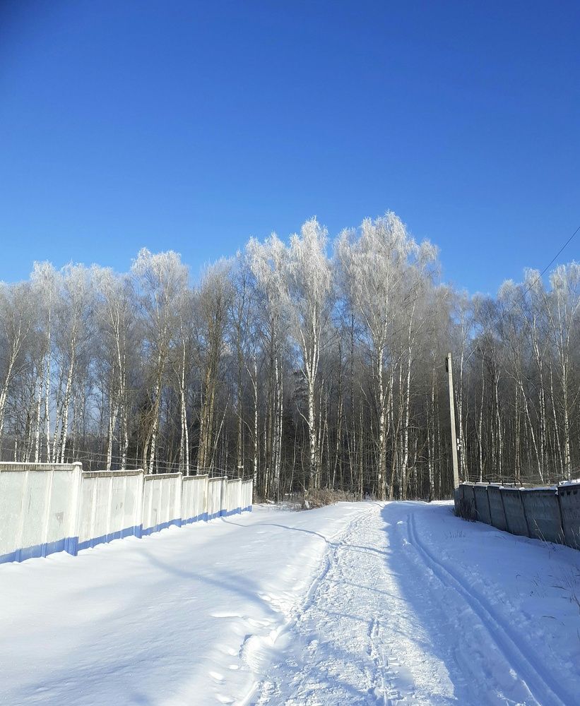 Березовая роща зимним утром в морозец.