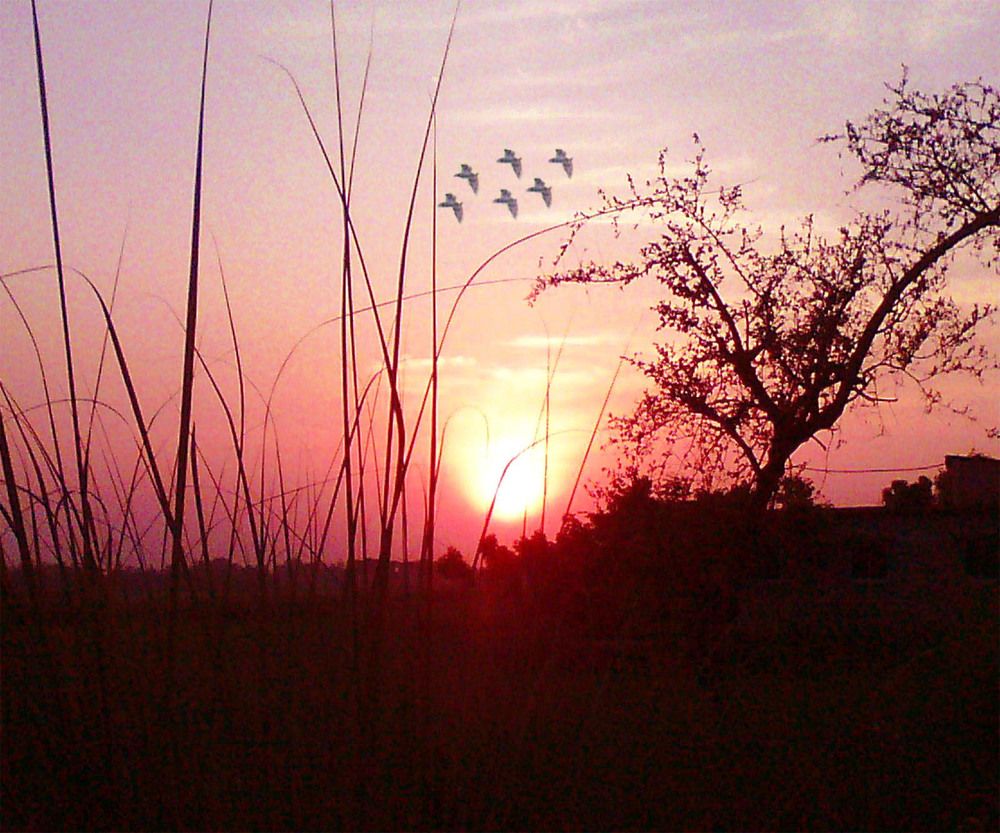 The flying Birds