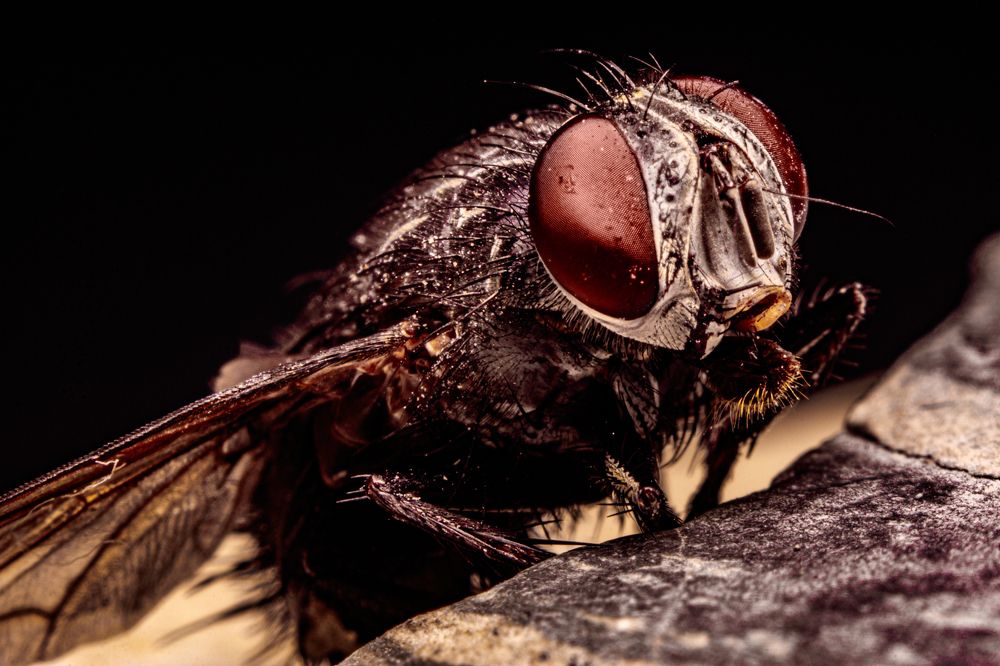 Фотография автора Gabriel de Araujo Almeida