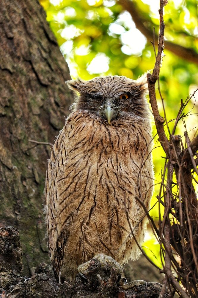 Photograph by Shabbosachi Das