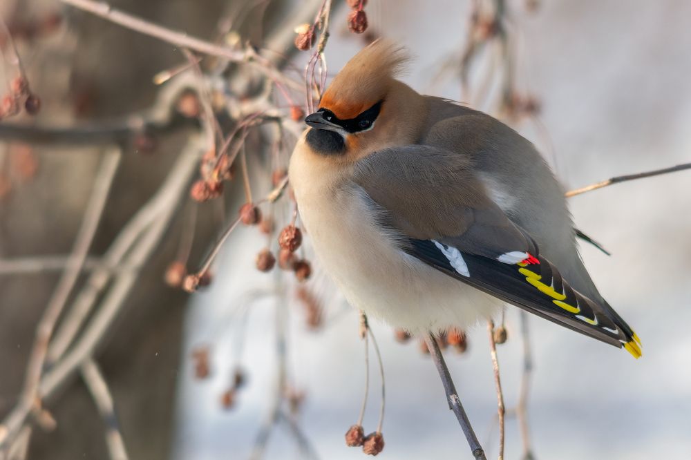 Свиристель.