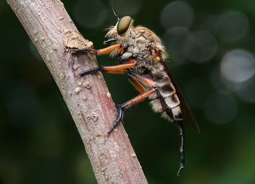 Photograph by Zaki Purnomo