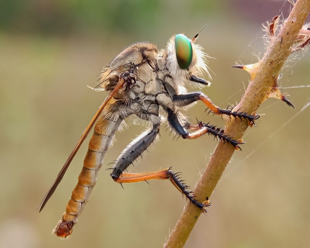 Robberfly