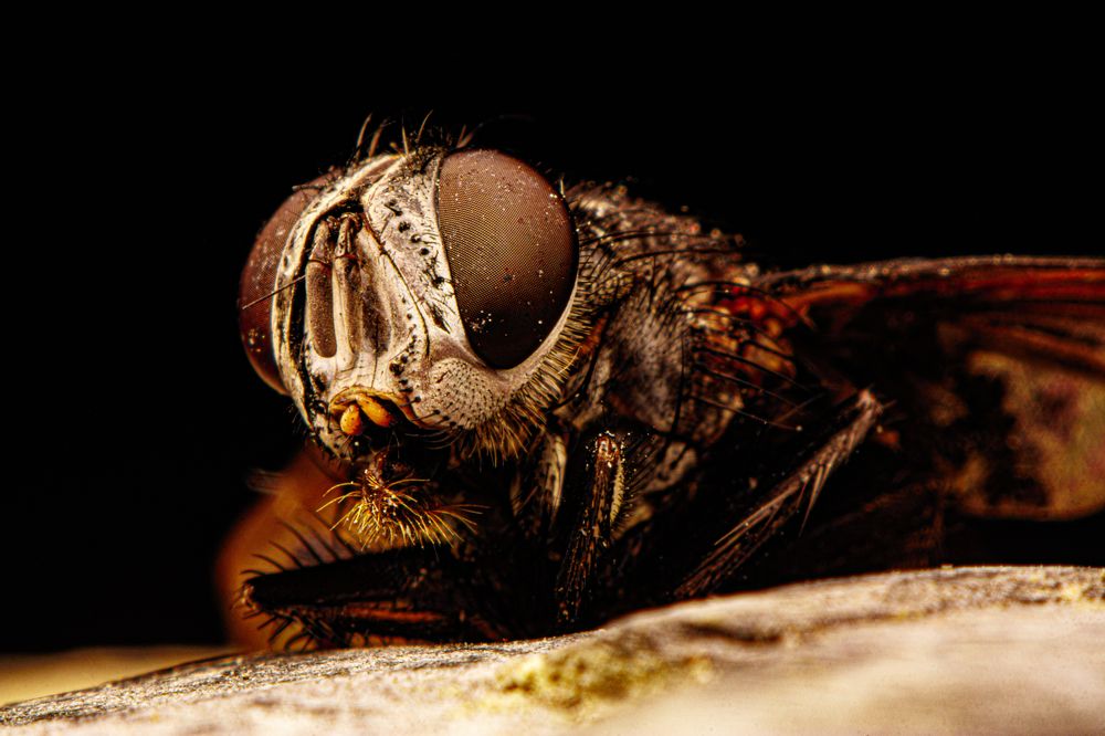 Фотография автора Gabriel de Araujo Almeida