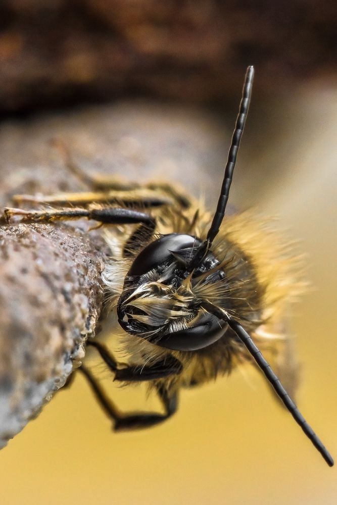 Фотография автора Мария Сурмачева