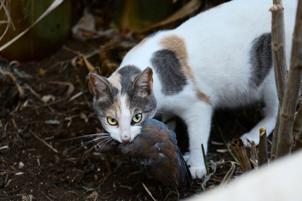 Eyes of hunter / Глаза хищника