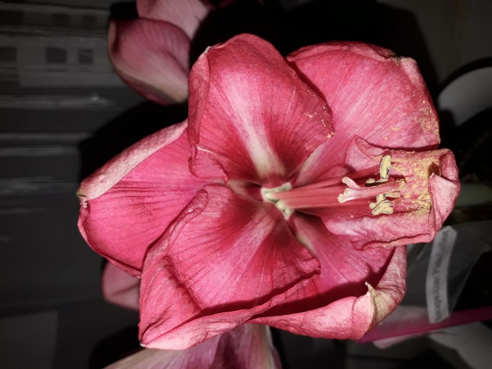 Амариллис Pink Color