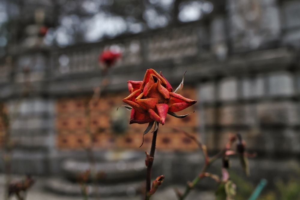 Зимняя Роза