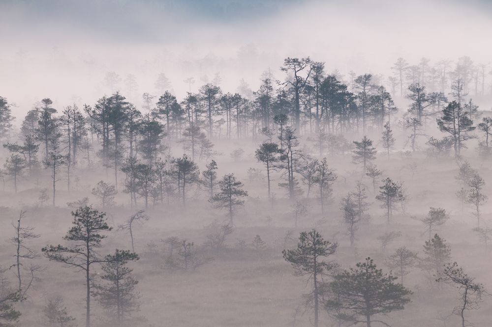 Photograph by Элвис Антсон