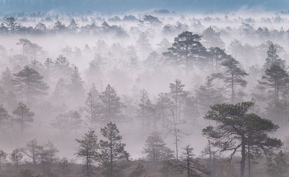 Photograph by Элвис Антсон