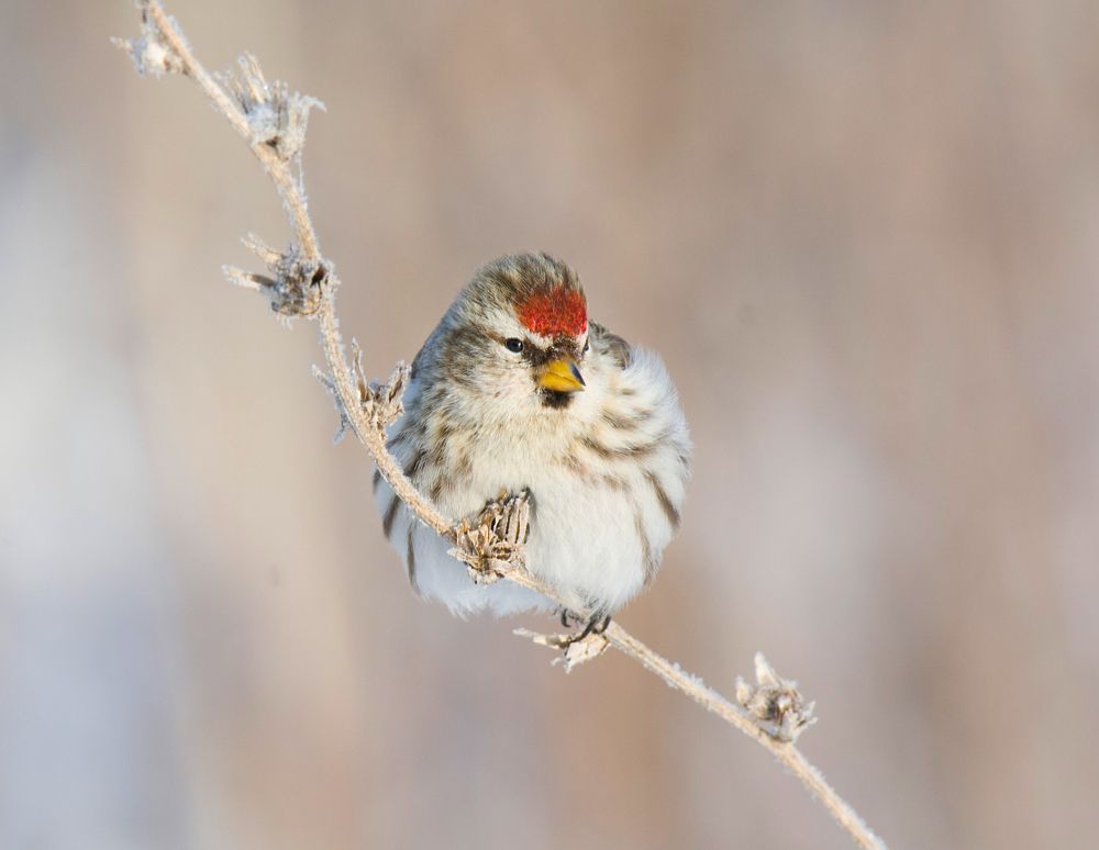 Redpoll