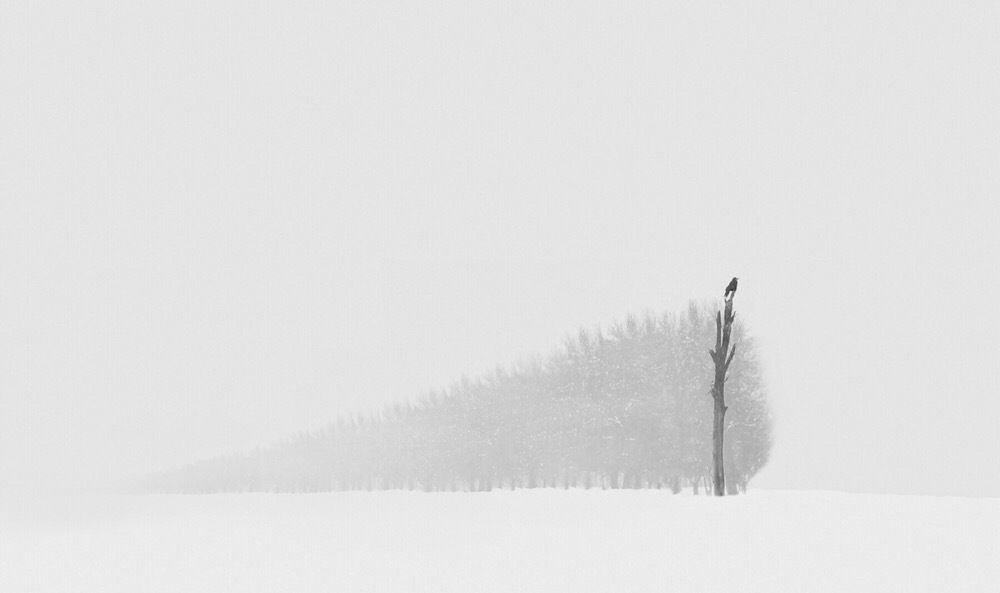Фотография автора Alireza Bagheri sani