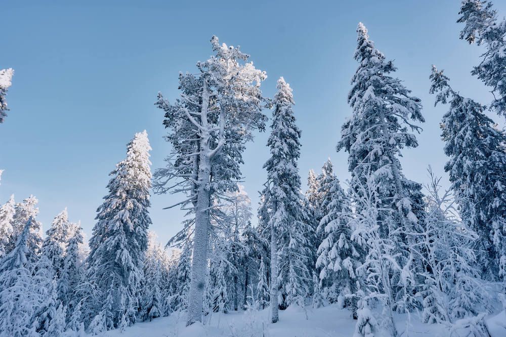 Photograph by Елена Мормоль