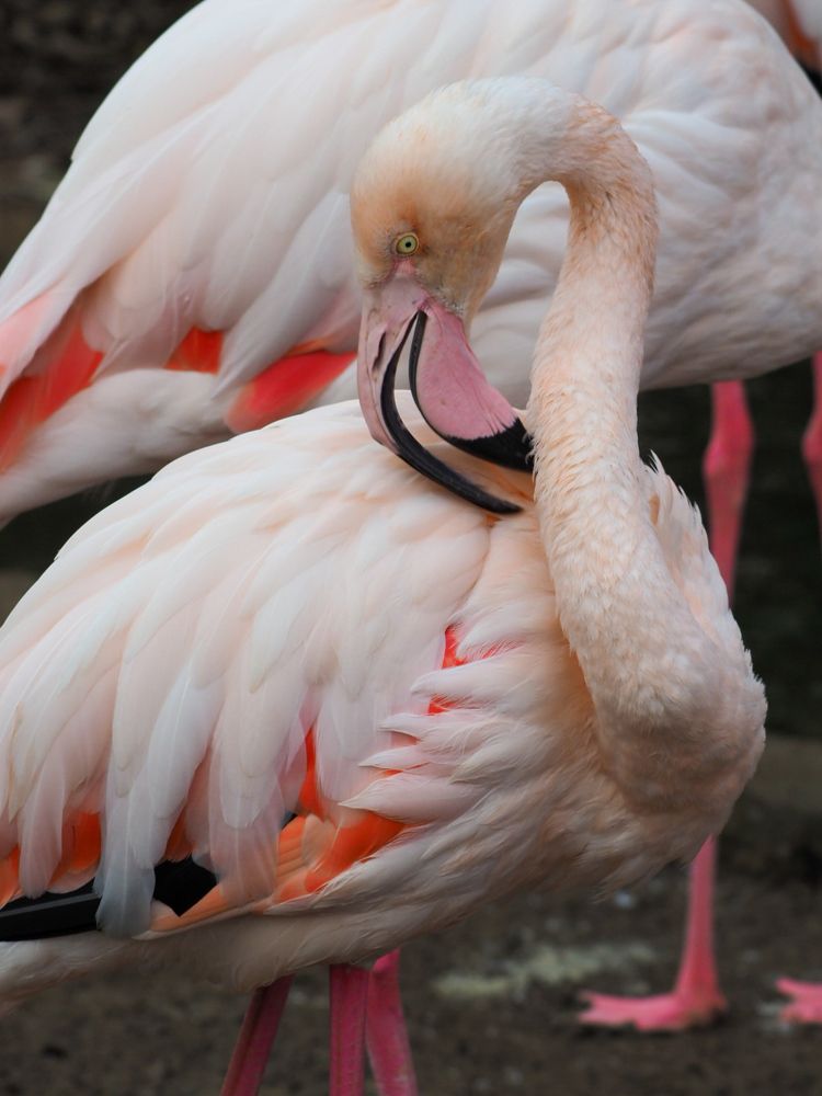 Розовый Фламинго