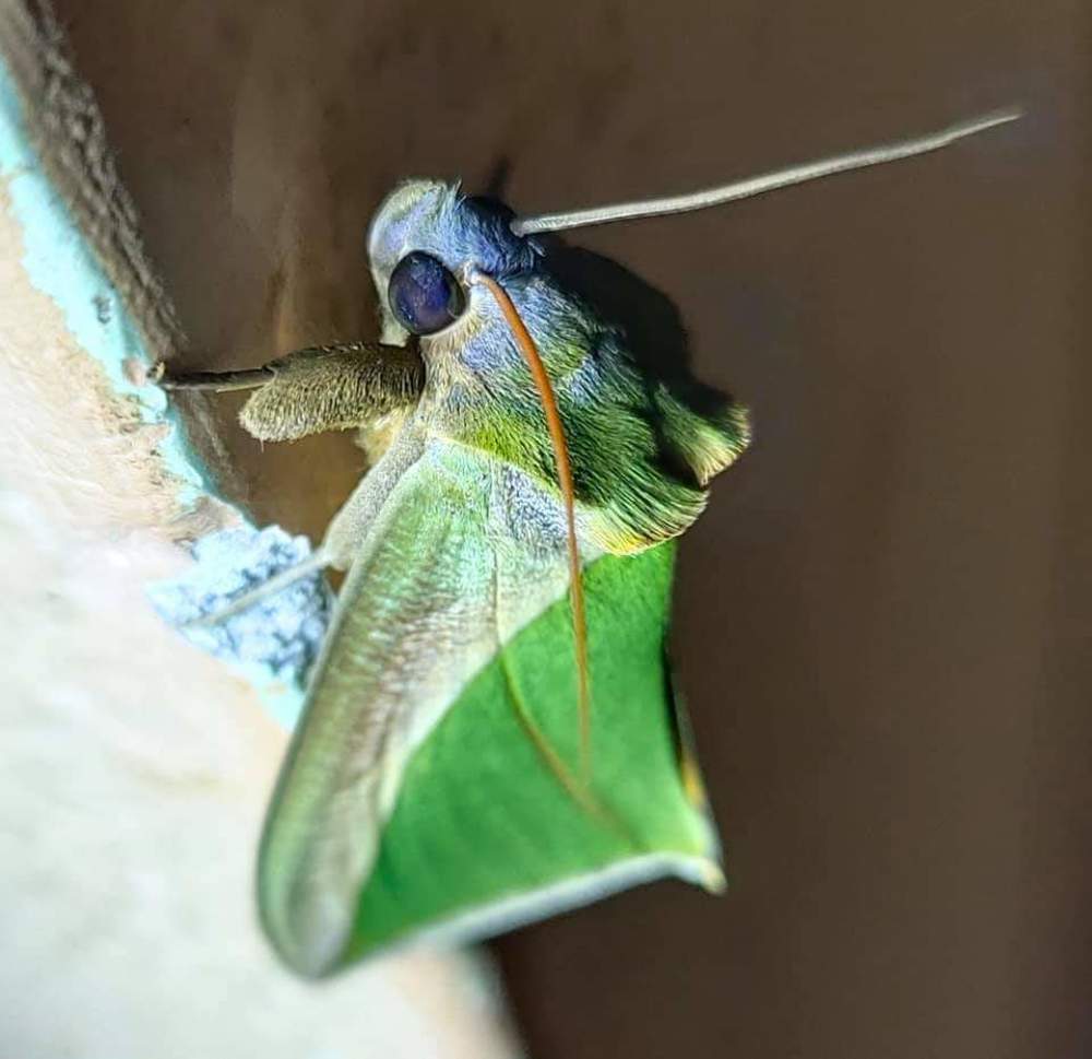 Green fruit piercing Moth