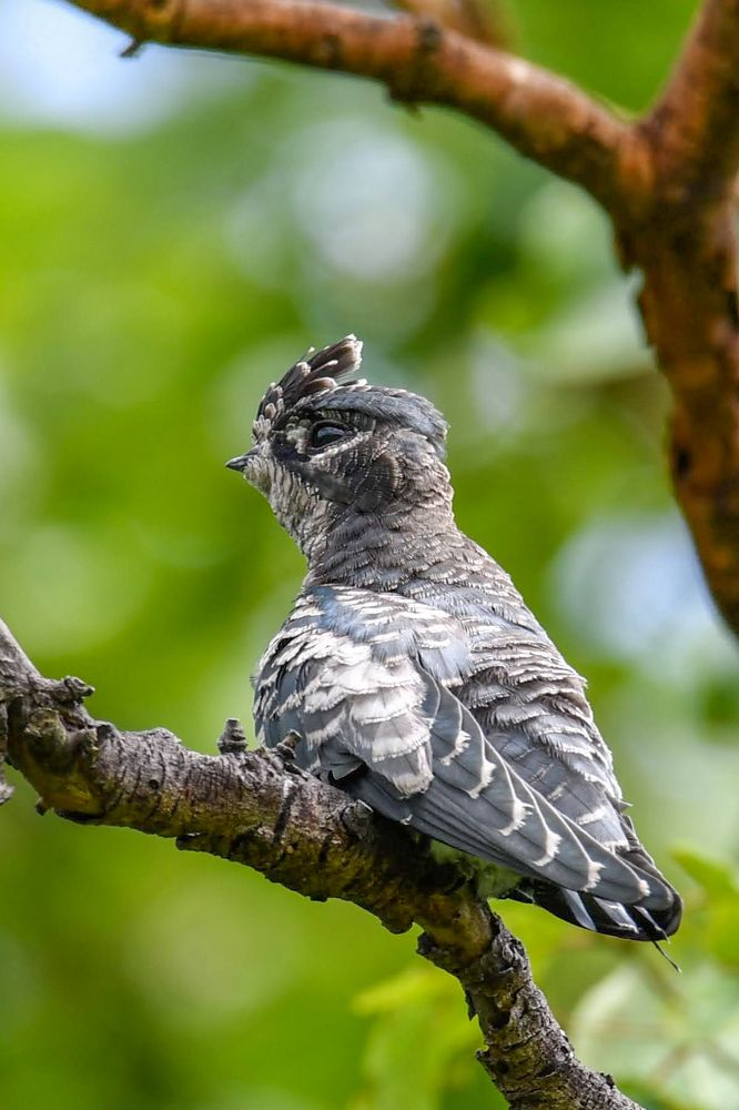 Photograph by Leela Hemachand Gera