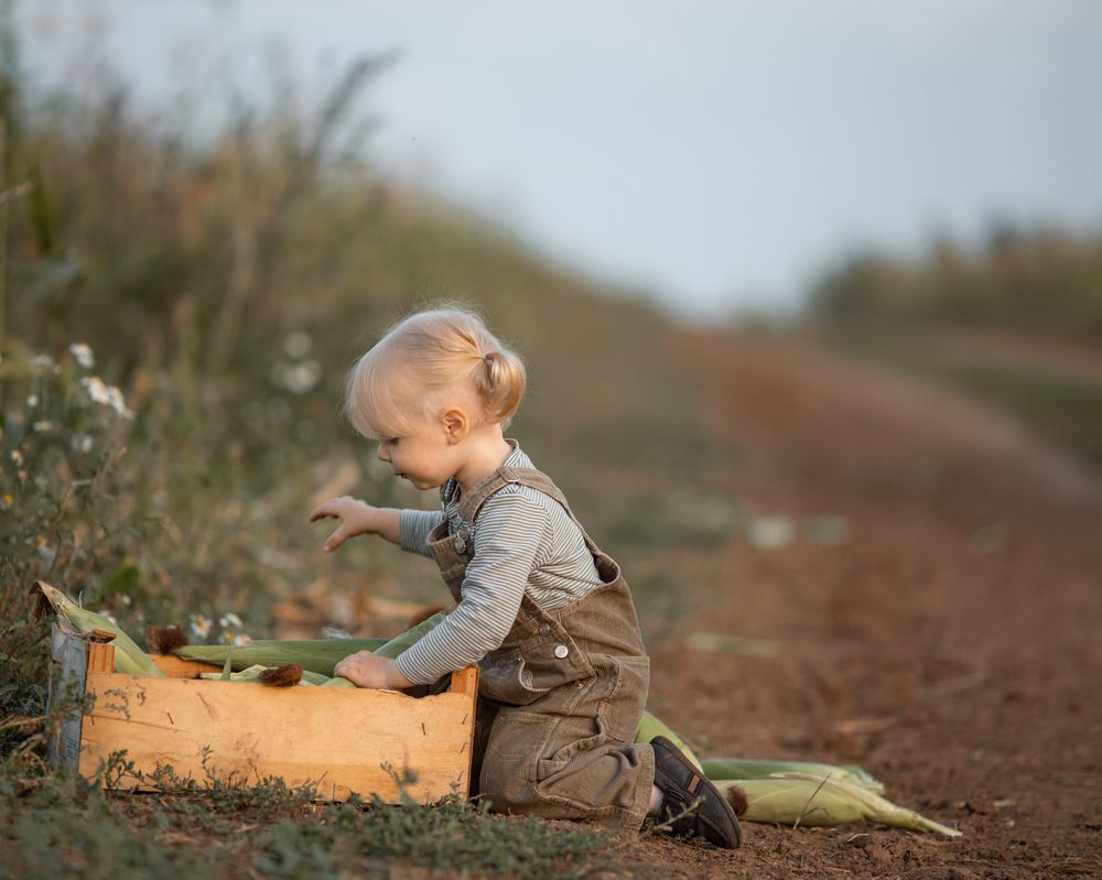 Сбор кукурузы