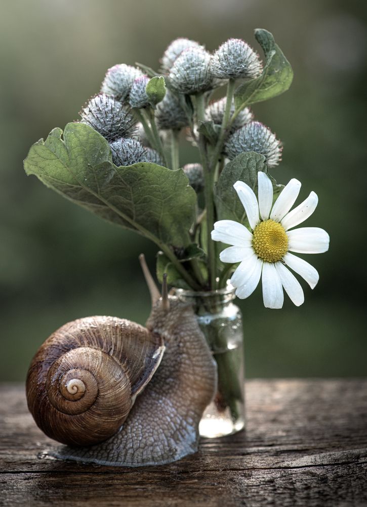 Snail and flowers