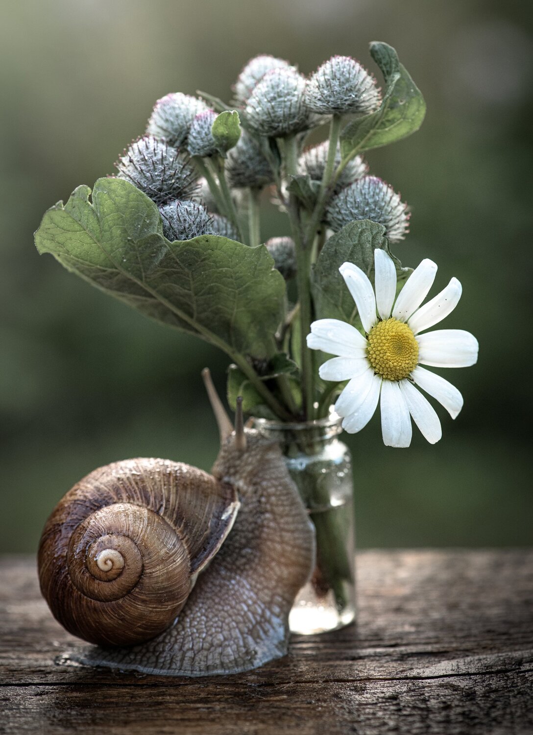 Snail and flowers