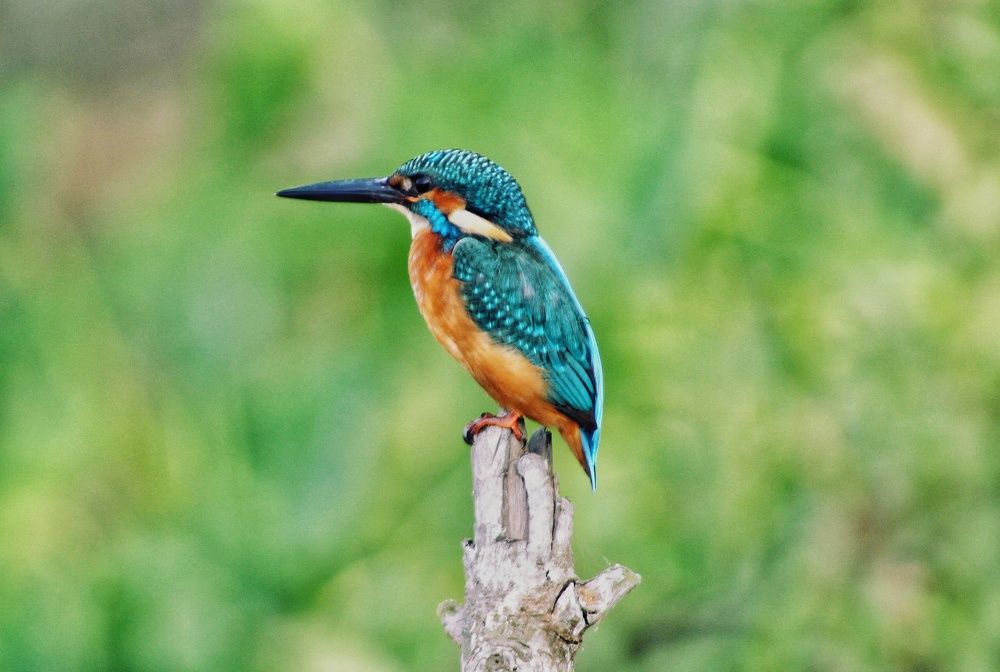Common Kingfisher