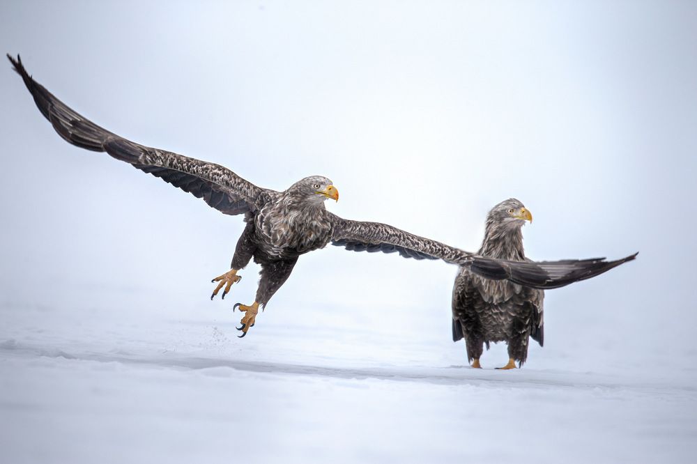 Huge wings of a white tail eagle