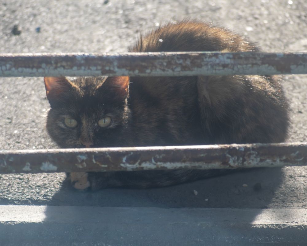 За решеткой