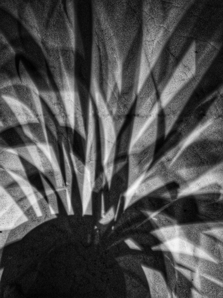 Photograph by Mohadese gholami