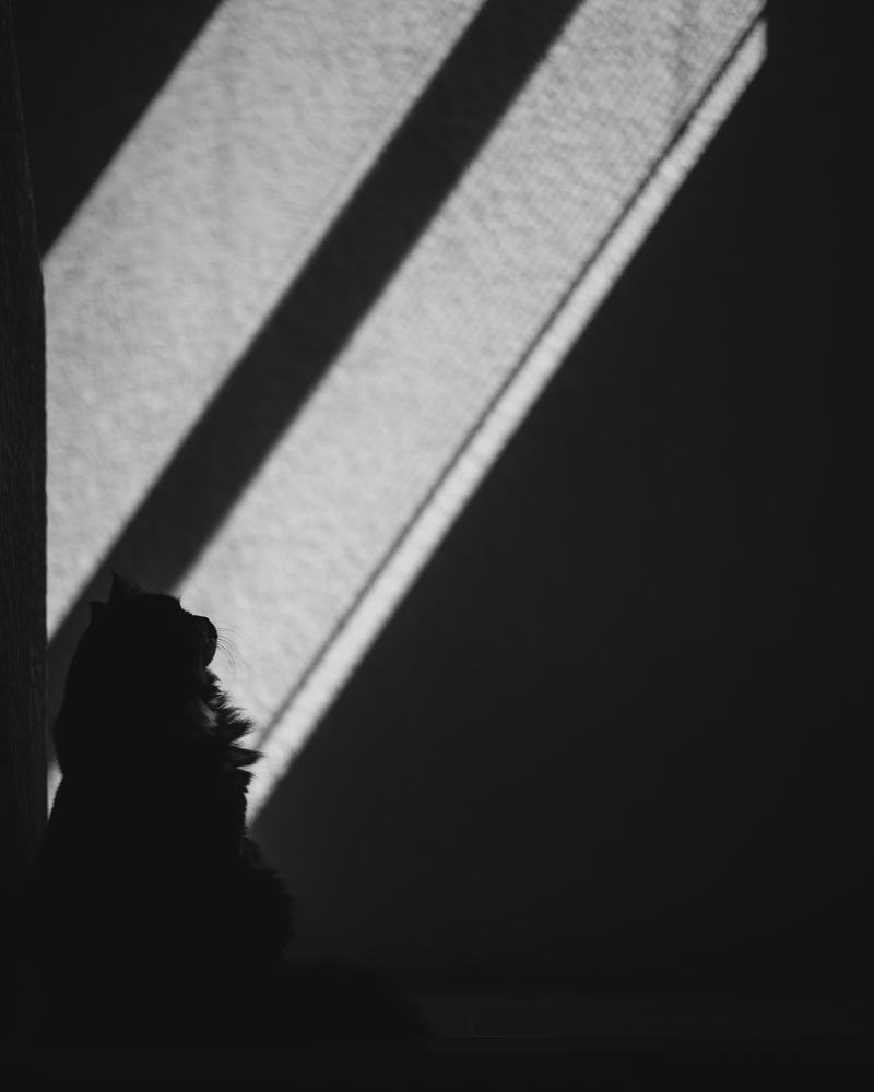 Photograph by saman al sulivany