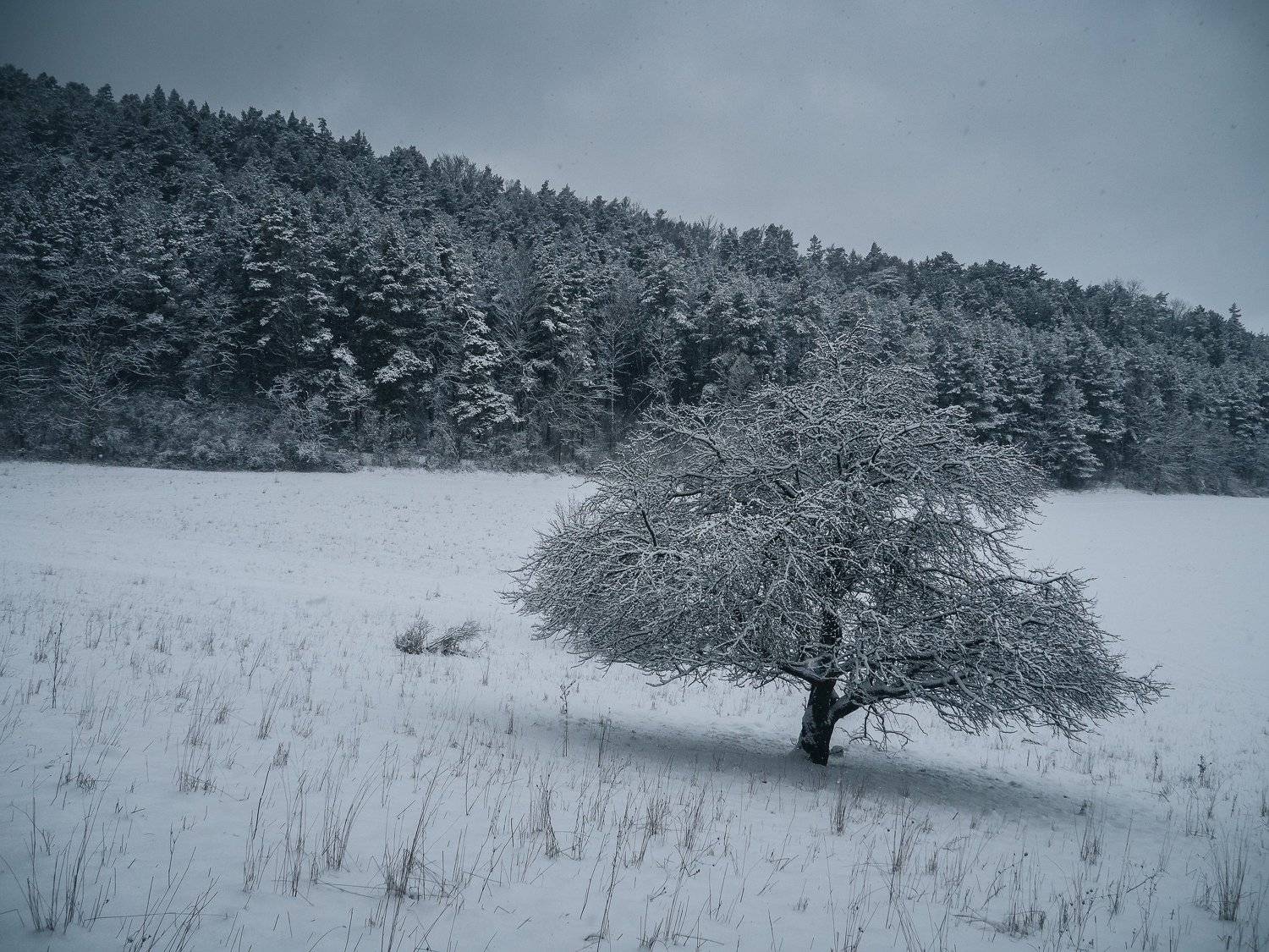 Photo #5908486