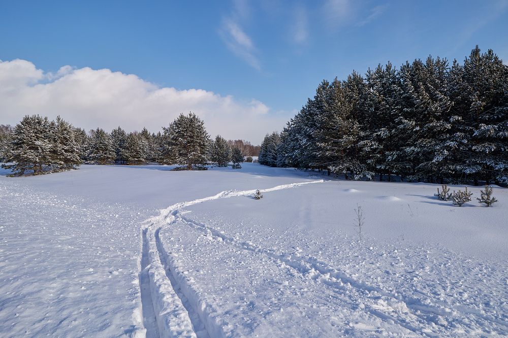 Зимний лес.