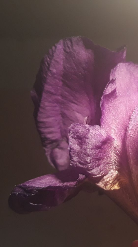 Photograph by Элене Энигма