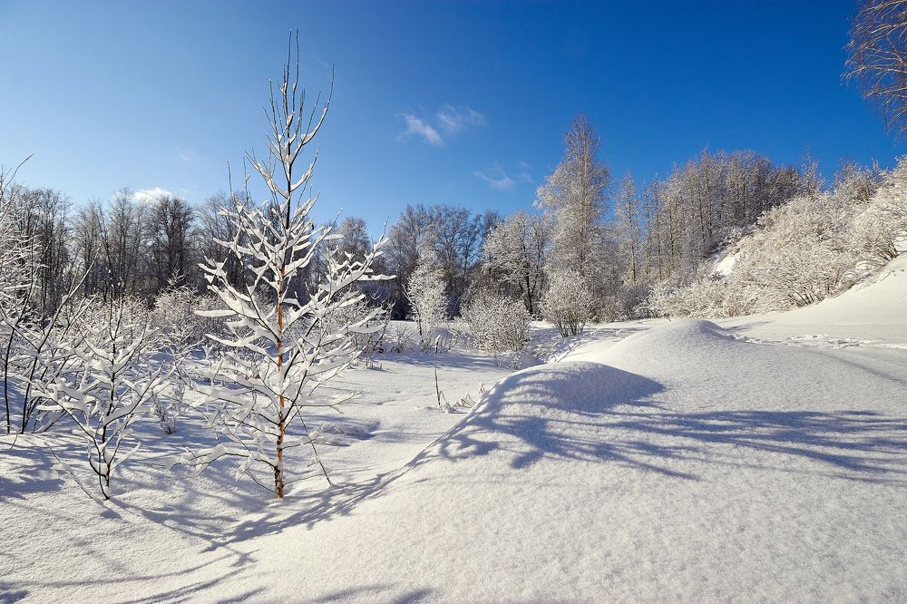 Лесная сказка.