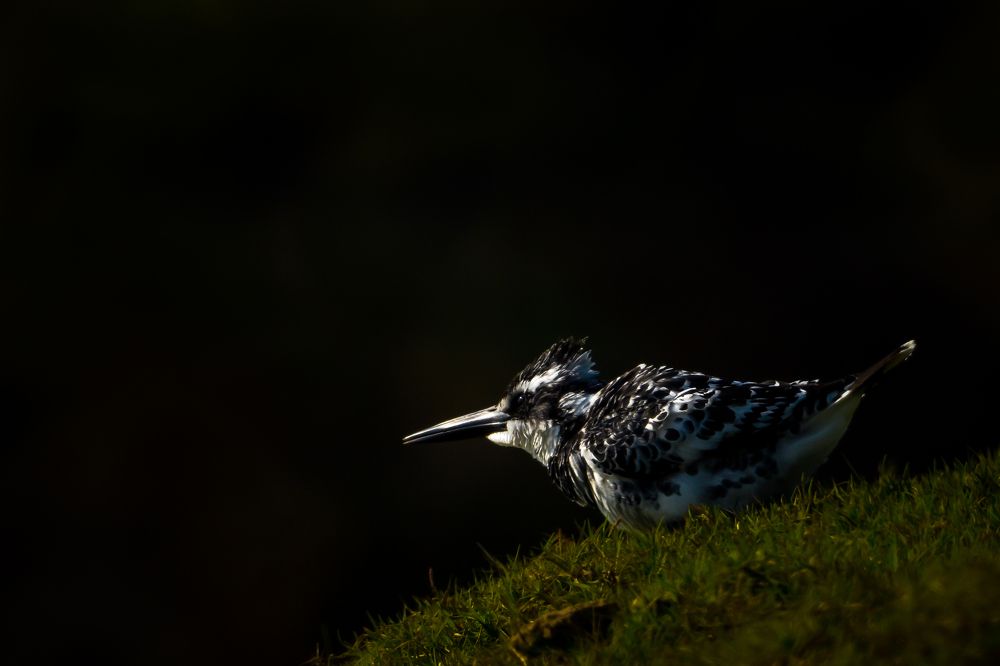 The beauty of chambal