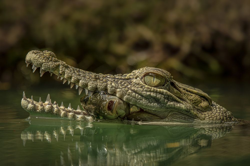 Photograph by Setiadi Ajar