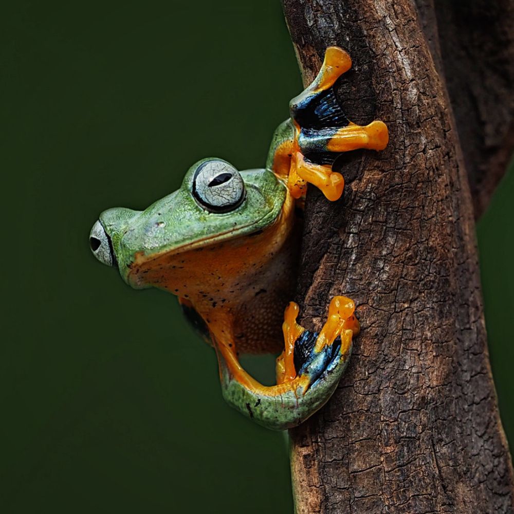 Green Pearl Belly Frog