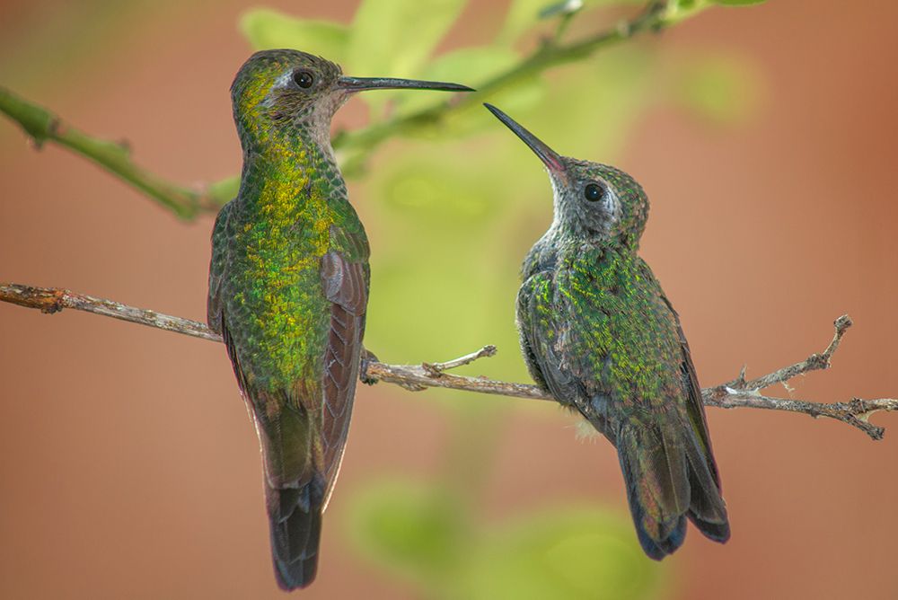 Photograph by Raúl Navarro González