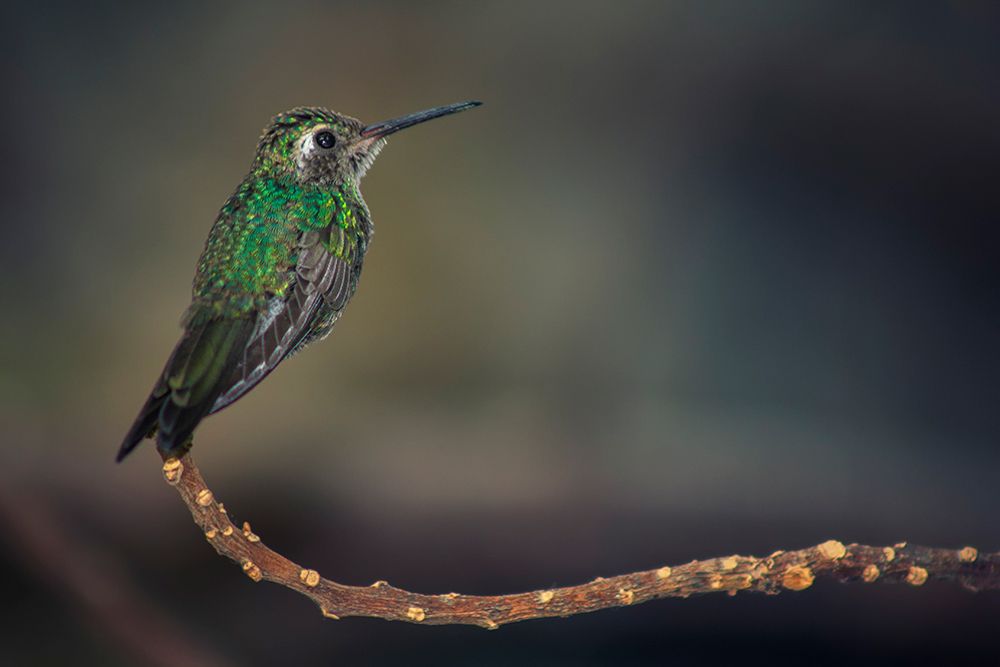 Photograph by Raúl Navarro González