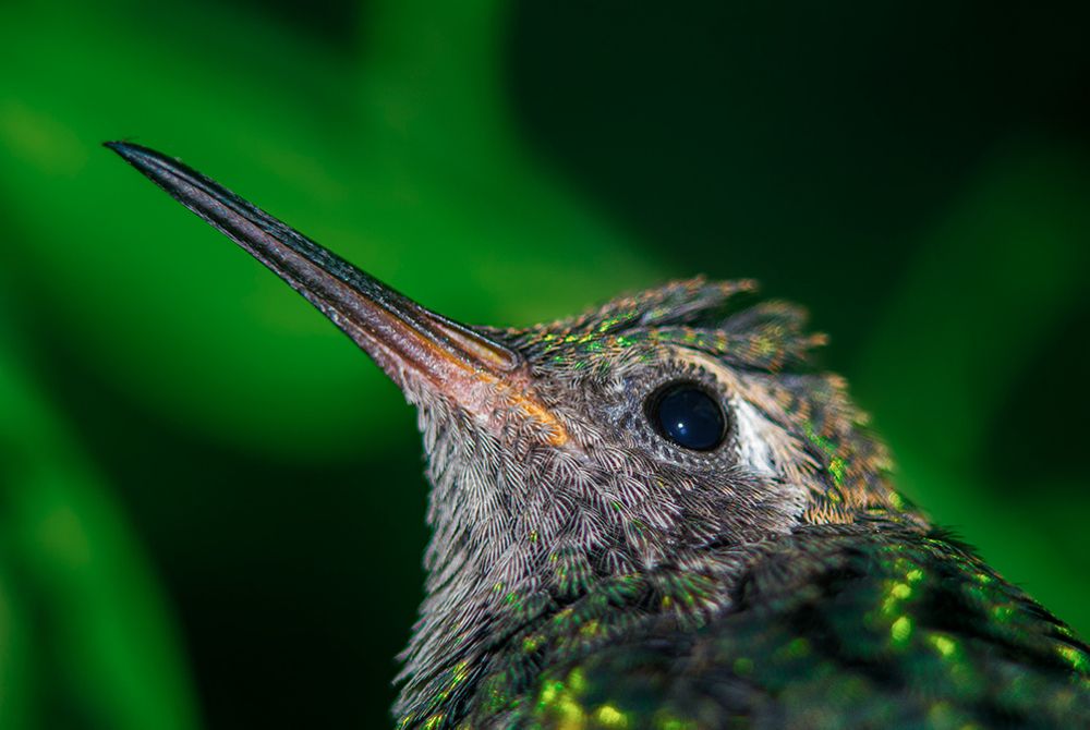 Photograph by Raúl Navarro González