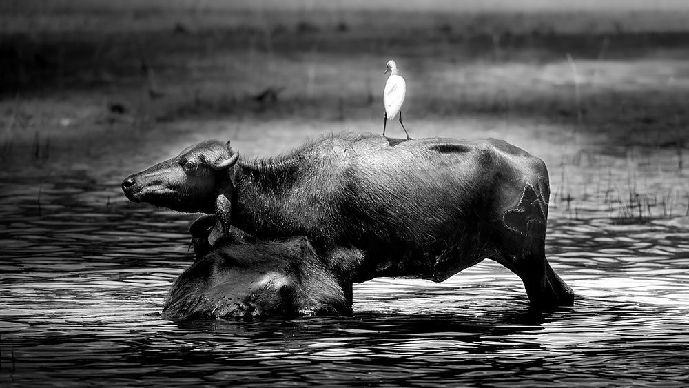 Standing on the ground