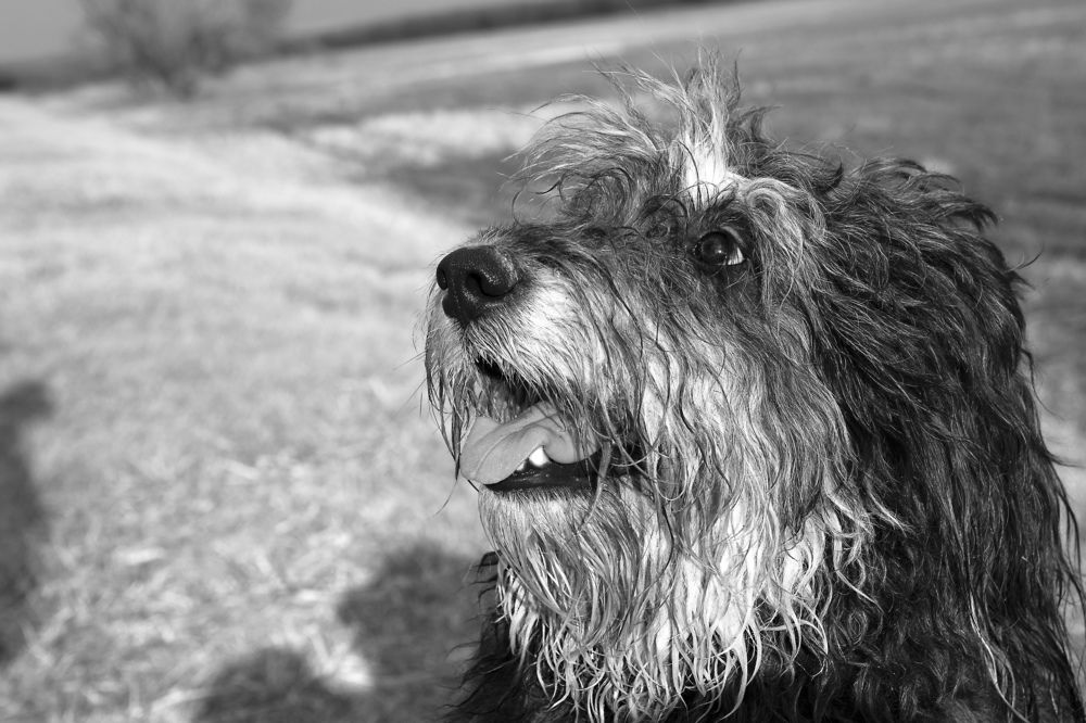 Photograph by Berezvai László