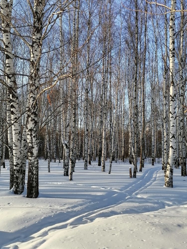 Зимняя быль