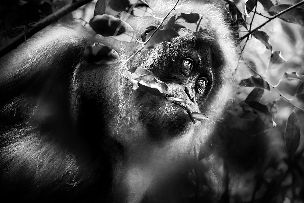 Saints of the Forest