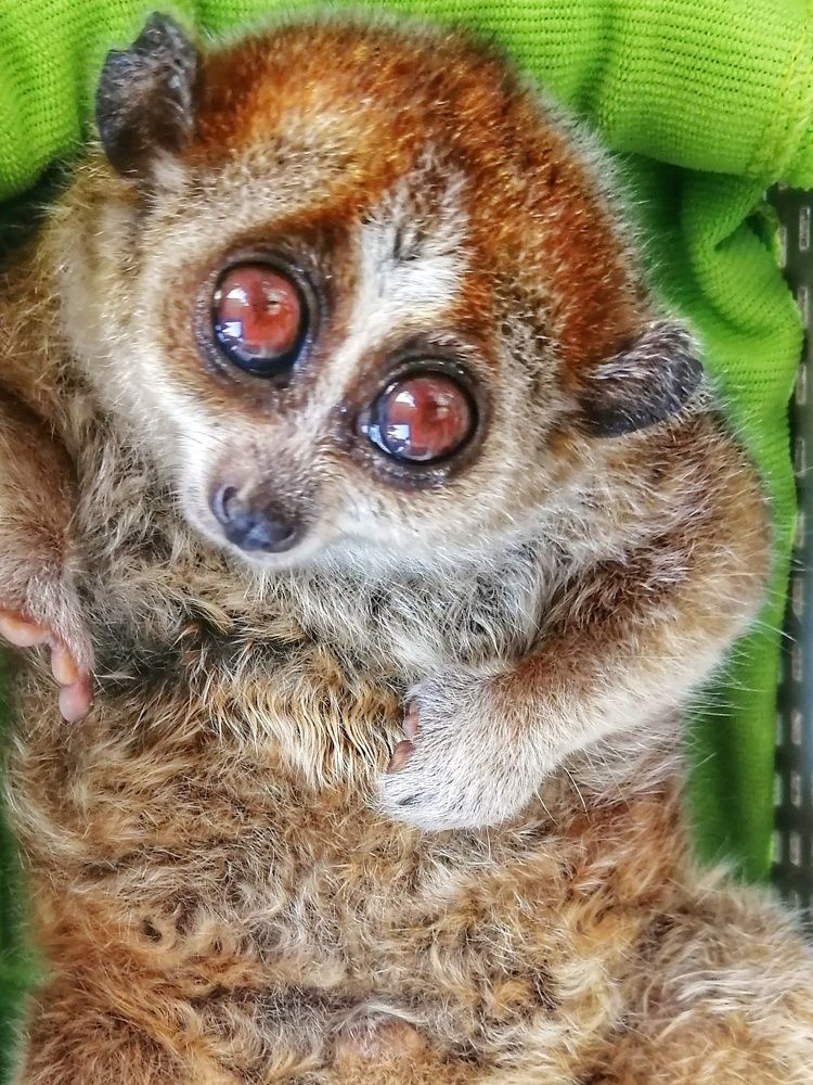 Фотография автора Soha Emera