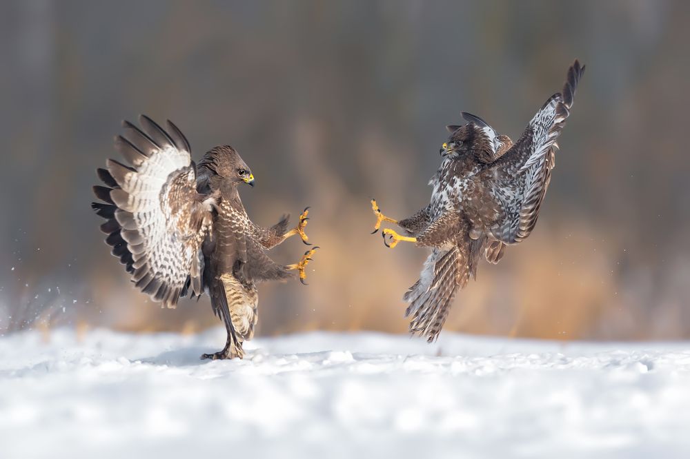 Clash of the Hunters