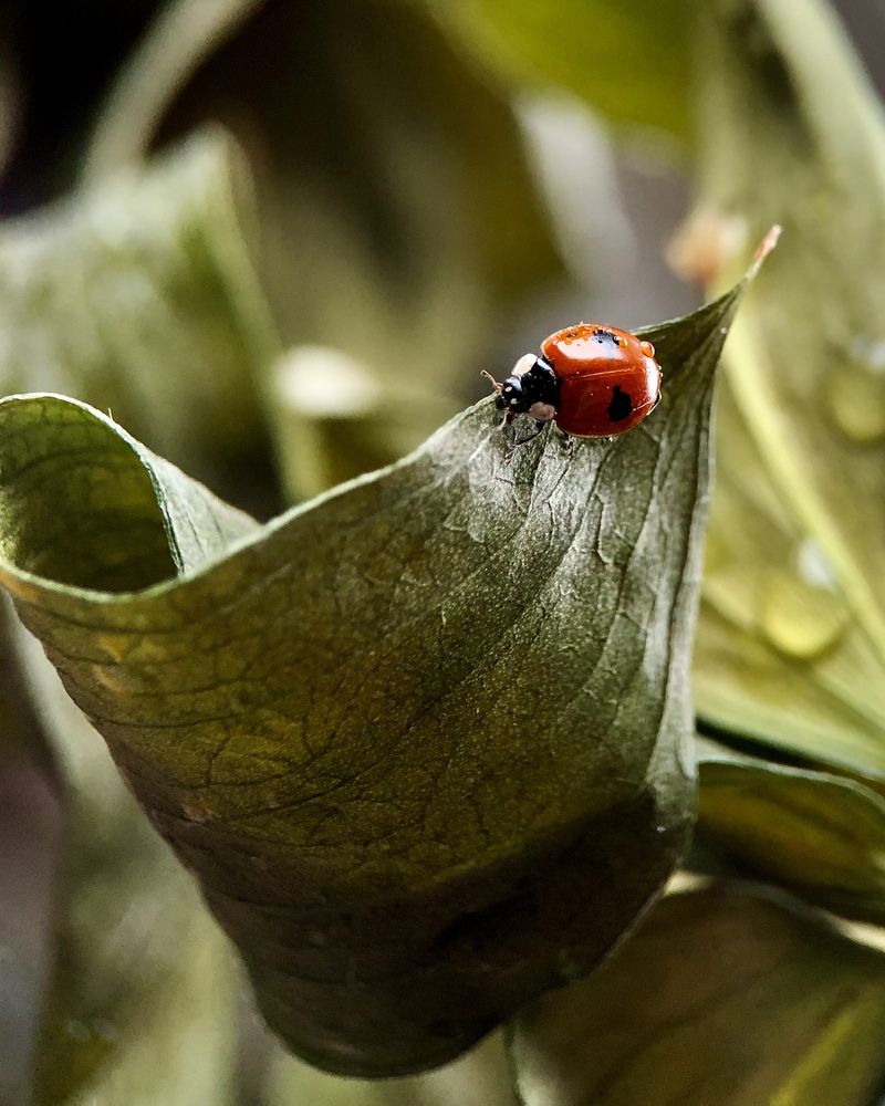 Photograph by Юлия Отставнова